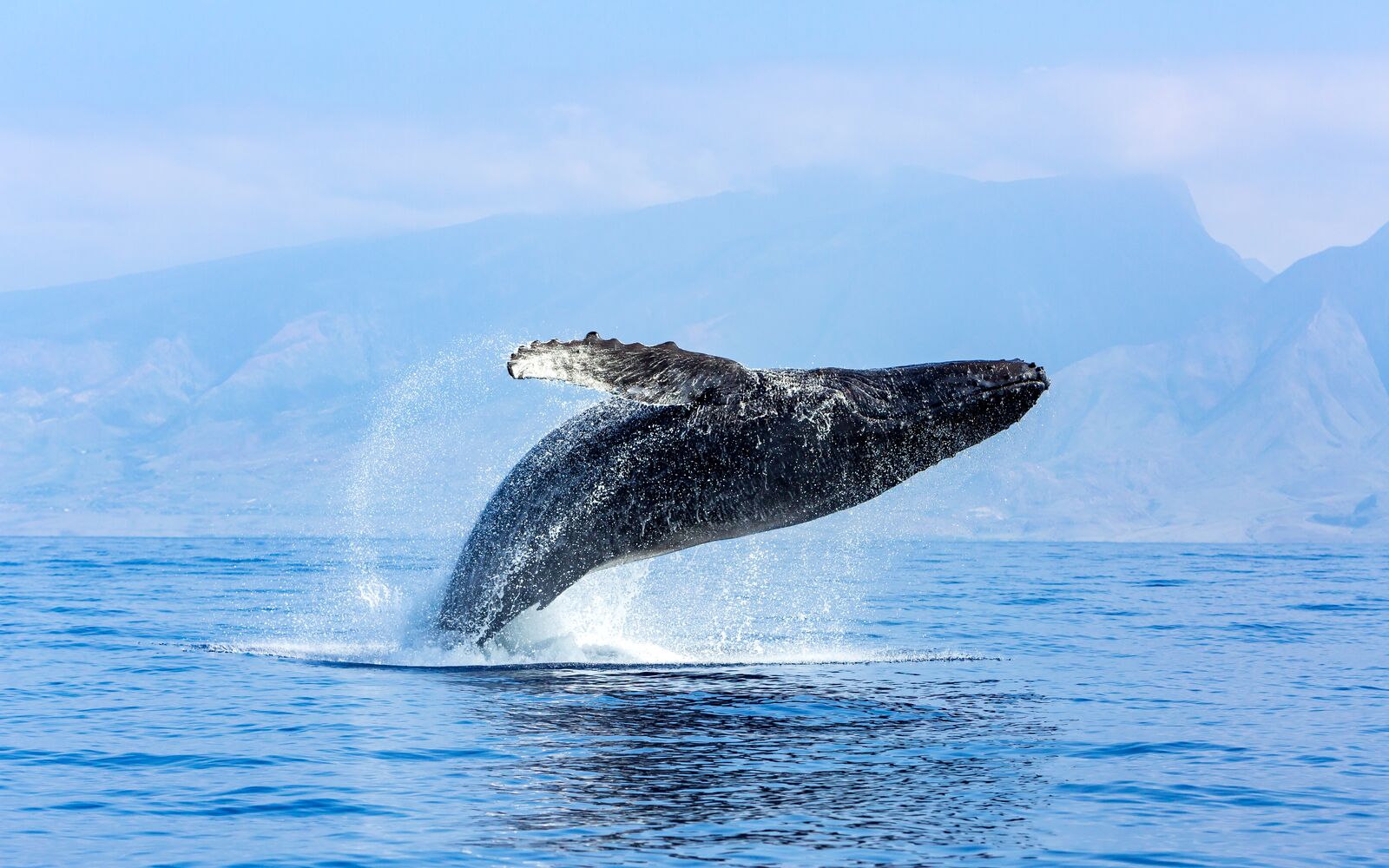 Humpback Whales (Megaptera novaeangliae) near Lanai Island, Hawaii, USA